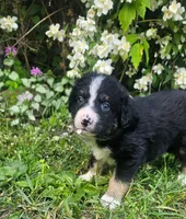 Waylon, a male Australian Shepherd for sale in Almena, WI – 3 of 6