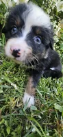 Hank, a male Australian Shepherd for sale in Almena, WI – 4 of 5