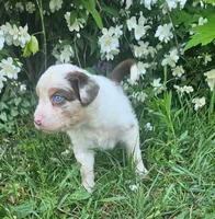 George, a male Australian Shepherd for sale in Almena, WI – 2 of 4