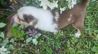 George, a male Australian Shepherd for sale in Almena, WI – 3 of 4
