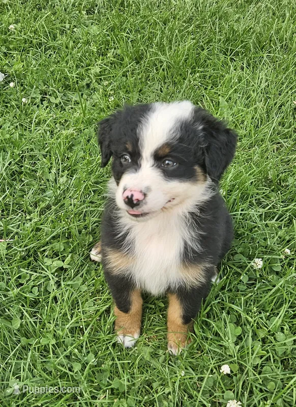 Bailey – Australian Shepherd puppy for sale in Almena, WI