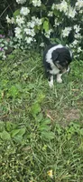 Duke, a male Australian Shepherd for sale in Almena, WI – 3 of 4