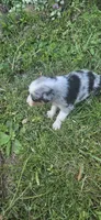 Teddy, a male Australian Shepherd for sale in Almena, WI – 4 of 4