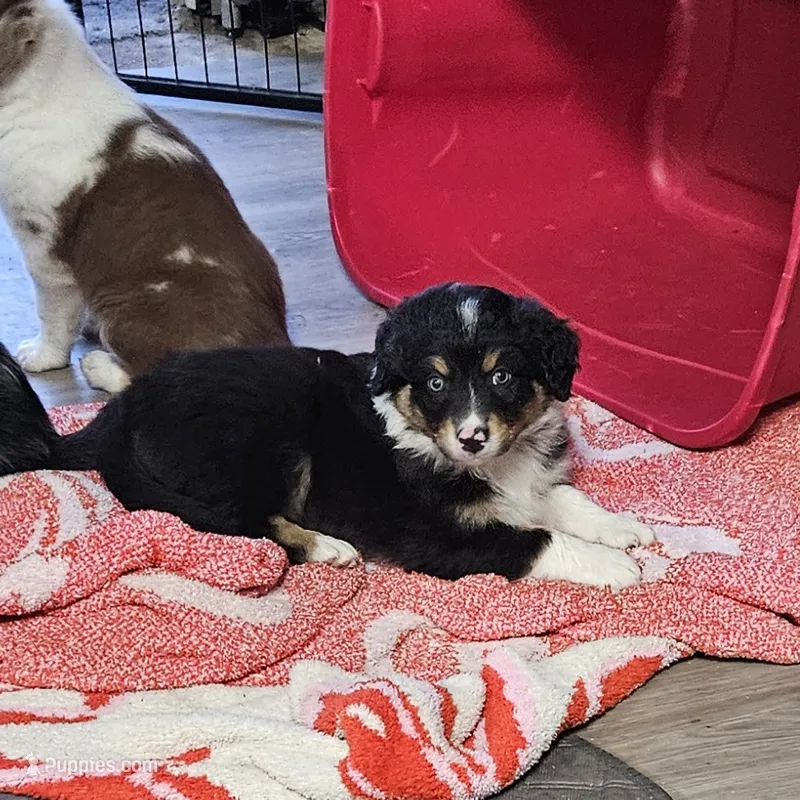 Duke – Australian Shepherd puppy for sale in Almena, WI