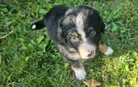 Waylon, a male Australian Shepherd for sale in Almena, WI – 5 of 6
