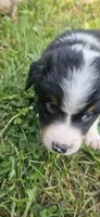 Bentley, a male Australian Shepherd for sale in Almena, WI – 5 of 5