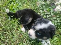 Bentley, a male Australian Shepherd for sale in Almena, WI – 3 of 5
