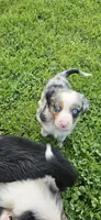 Teddy, a male Australian Shepherd for sale in Almena, WI – 4 of 7