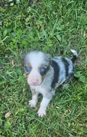 Teddy, a male Australian Shepherd for sale in Almena, WI – 3 of 4