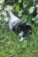 Bonnie, a female Australian Shepherd for sale in Almena, WI – 3 of 4