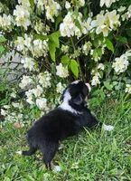 Mabel, a female Australian Shepherd for sale in Almena, WI – 4 of 5