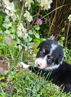 Mabel, a female Australian Shepherd for sale in Almena, WI – 3 of 5