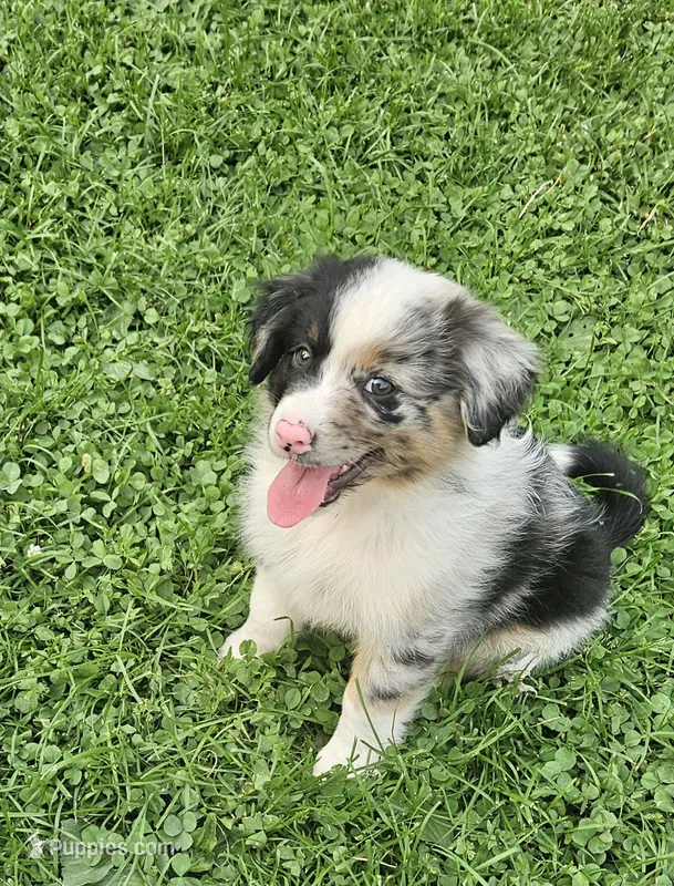 Bonnie – Australian Shepherd puppy for sale in Almena, WI