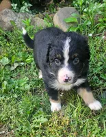 Waylon, a male Australian Shepherd for sale in Almena, WI – 4 of 6