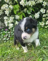 Bentley, a male Australian Shepherd for sale in Almena, WI – 2 of 5