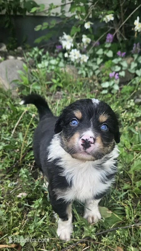 Duke – Australian Shepherd puppy for sale in Almena, WI