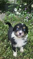 Duke, a male Australian Shepherd for sale in Almena, WI – 1 of 4
