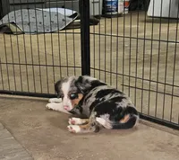 Teddy, a male Australian Shepherd for sale in Almena, WI – 6 of 7