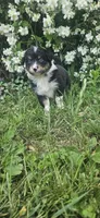 Duke, a male Australian Shepherd for sale in Almena, WI – 2 of 4