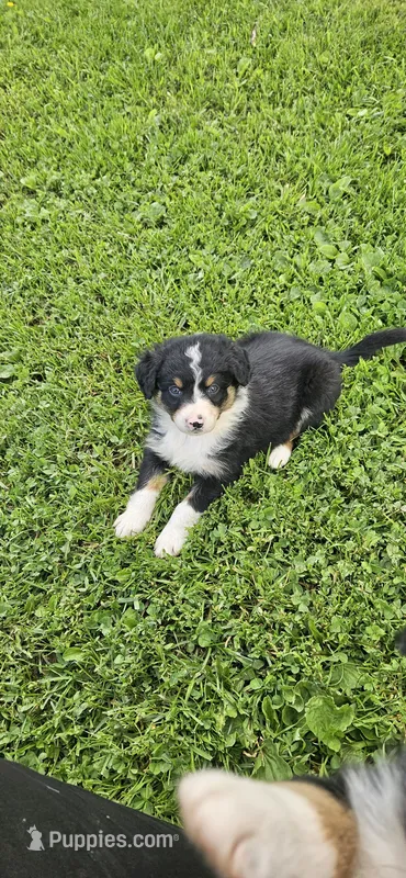 Mabel – Australian Shepherd puppy for sale in Almena, WI