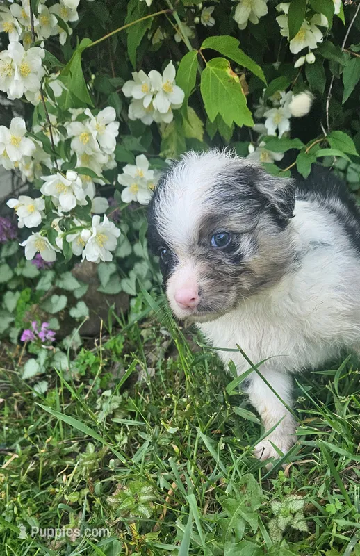 Bonnie – Australian Shepherd puppy for sale in Almena, WI