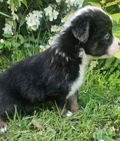 Bailey, a female Australian Shepherd for sale in Almena, WI – 3 of 5