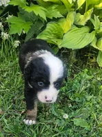 Bailey, a female Australian Shepherd for sale in Almena, WI – 4 of 5