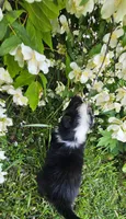 Hank, a male Australian Shepherd for sale in Almena, WI – 5 of 5