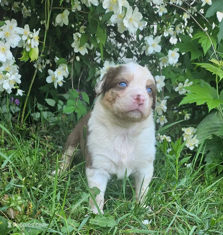 George – Australian Shepherd puppy for sale in Almena, WI