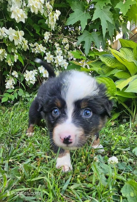Hank – Australian Shepherd puppy for sale in Almena, WI