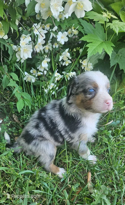 Teddy – Australian Shepherd puppy for sale in Almena, WI