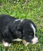 Waylon, a male Australian Shepherd for sale in Almena, WI – 2 of 6