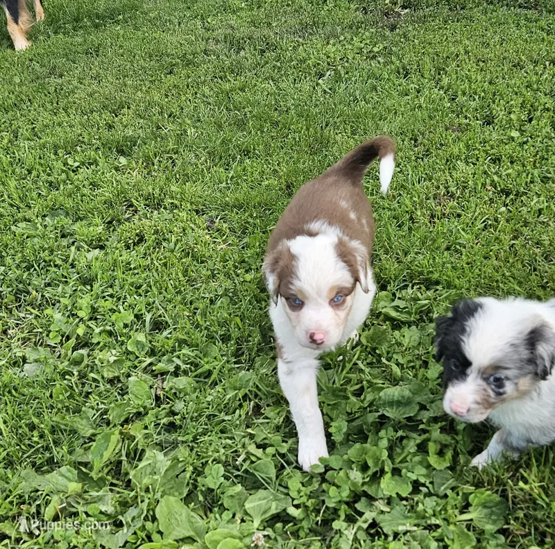 George – Australian Shepherd puppy for sale in Almena, WI