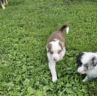 George, a male Australian Shepherd for sale in Almena, WI – 1 of 7