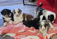 George, a male Australian Shepherd for sale in Almena, WI – 3 of 7