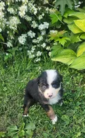 Bailey, a female Australian Shepherd for sale in Almena, WI – 5 of 5