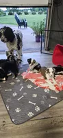 George, a male Australian Shepherd for sale in Almena, WI – 4 of 7