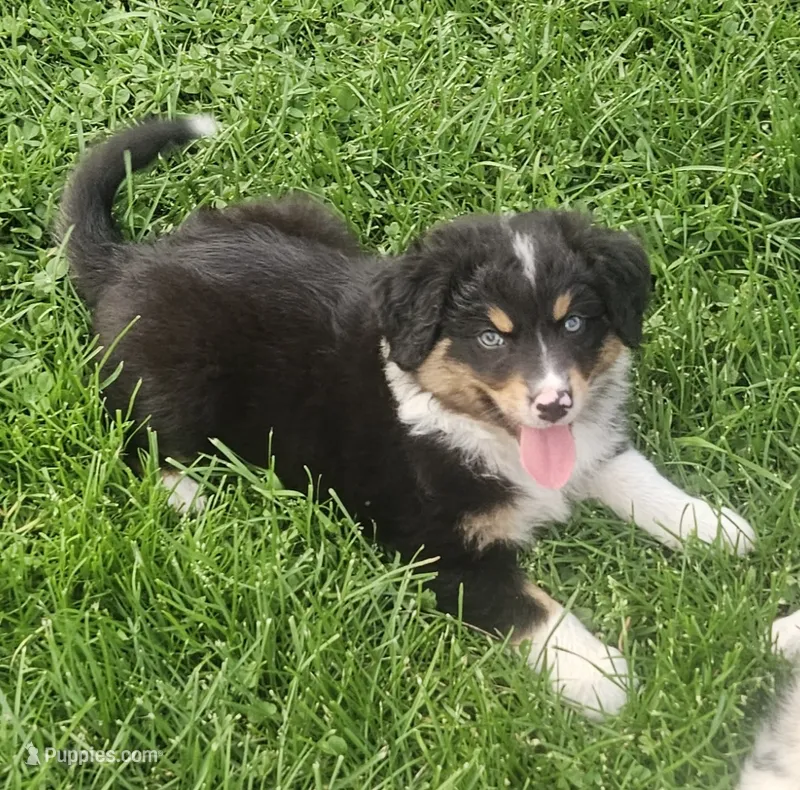 Duke – Australian Shepherd puppy for sale in Almena, WI