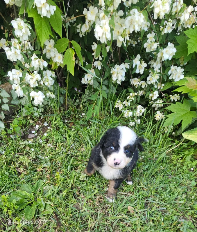 Bailey – Australian Shepherd puppy for sale in Almena, WI