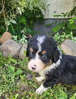 Mabel, a female Australian Shepherd for sale in Almena, WI – 1 of 5