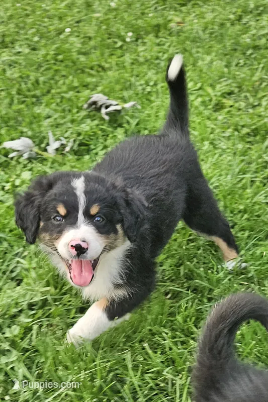 Mabel – Australian Shepherd puppy for sale in Almena, WI