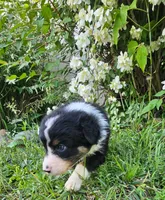 Mabel, a female Australian Shepherd for sale in Almena, WI – 5 of 5