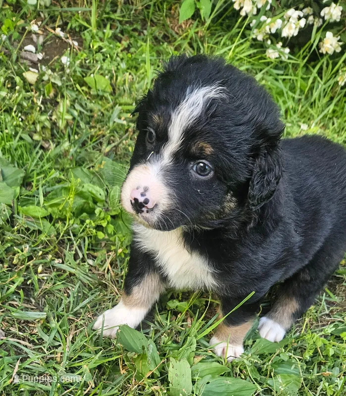 Waylon – Australian Shepherd puppy for sale in Almena, WI