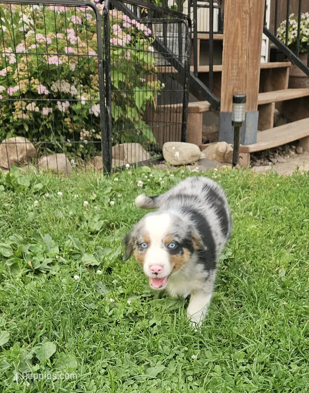 Teddy – Australian Shepherd puppy for sale in Almena, WI