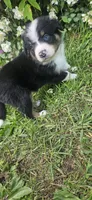 Bentley, a male Australian Shepherd for sale in Almena, WI – 4 of 5
