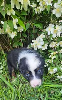 Hank, a male Australian Shepherd for sale in Almena, WI – 3 of 5
