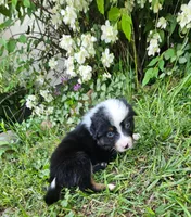 Hank, a male Australian Shepherd for sale in Almena, WI – 2 of 5
