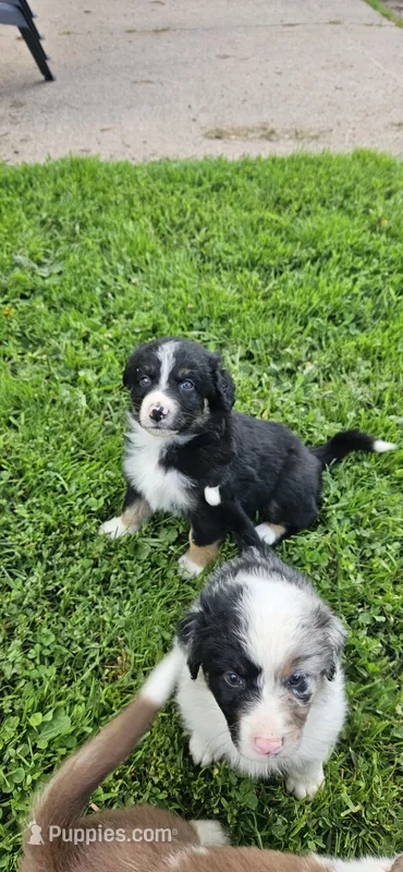 Waylon – Australian Shepherd puppy for sale in Almena, WI