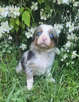 Teddy, a male Australian Shepherd for sale in Almena, WI – 2 of 4