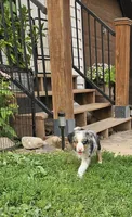 Teddy, a male Australian Shepherd for sale in Almena, WI – 3 of 7